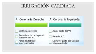 IRRIGACIÓN CARDIACA
 