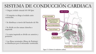 SISTEMA DE CONDUCCIÓN CARDIACA
◦ Origen: nódulo sinusal: 60-100 lpm
◦ El impulse se dirige al nódulo atrio
ventricular.
◦ Se distribuye a través del fascículo de His
◦ Se divide en dos ramas: derecha e
izquierda
◦ La rama izquierda se divide en: anterior y
posterior
◦ Las fibras terminales (fibras de Purkinje)
se distribuyen por el miocardio ventricular.
 