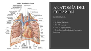 ANATOMÍA DEL
CORAZÓN
LOCALIZACIÓN
◦ Arriba del diafragma
◦ T5 – T8 (supina)
◦ T6 – T9 (bipedestación)
◦ Ápice: línea medio clavicular, 5to espacio
intercostal
 