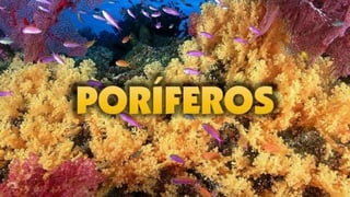 Los poríferos o esponjas son animales acuáticos invertebrados
pertenecientes al subreino de la Parazoa. Se cree que existe...
