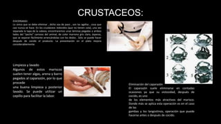 CRUSTACEOS:
EVICERSADO:
Lo único que se debe eliminar , dicho sea de paso , son las agallas , cosa que
casi nunca se hace. En los crustáceos redondos (que no tienen cola), una vez
separada la tapa de la cabeza, encontraremos unas láminas pegadas a ambos
lados del “pecho” carnoso del animal, de color marrona gris claro, ásperas,
que se separan fácilmente arrancándolas con los dedos . Sólo se puede hacer
después de cocido el producto. La presentación en el plato mejora
considerablemente.
Limpieza y lavado
Algunos de estos mariscos
suelen tener algas, arena y barro
pegados al caparazón, por lo que
procede
una buena limpieza y posterior
lavado. Se puede utilizar un
cepillo para facilitar la labor.
Eliminación del caparazón
El caparazón suele eliminarse en contadas
ocasiones ya que su vistosidad, después de
cocido, es uno
de los elementos más atractivos del marisco.
Donde más se aplica esta operación es en el caso
de las
gambas y los langostinos, operación que puede
hacerse antes o después de cocido.
 