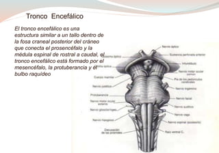 Tronco Encefálico
El tronco encefálico es una
estructura similar a un tallo dentro de
la fosa craneal posterior del cráneo
que conecta el prosencéfalo y la
médula espinal de rostral a caudal, el
tronco encefálico está formado por el
mesencéfalo, la protuberancia y el
bulbo raquídeo
 