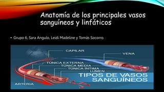 Anatomía de los principales vasos
sanguíneos y linfáticos
• Grupo 6, Sara Angulo, Leidi Madeline y Tomás Socorro.
 