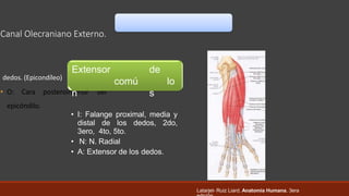 anatomia de brazo y codo.pptx