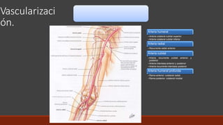 anatomia de brazo y codo.pptx