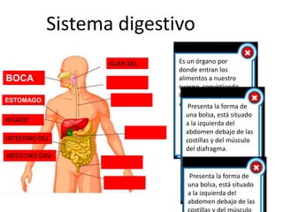 Sistema digestivo
BOCA
HIGADO
ESTOMAGO
GLAN SAL
INTESTINO DEL
INTESTINO GRU
Es un órgano por
donde entran los
alimentos a nuestro
cuerpo, convirtiendo
los alimentos en el bolo
alimenticio.
Presenta la forma de
una bolsa, está situado
a la izquierda del
abdomen debajo de las
costillas y del músculo
del diafragma.
Presenta la forma de
una bolsa, está situado
a la izquierda del
abdomen debajo de las
 