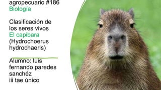 agropecuario #186
Biología
Clasificación de
los seres vivos
El capibara
(Hydrochoerus
hydrochaeris)
Alumno: luis
fernando paredes
sanchéz
iii tae único
 