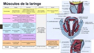 Músculos de la laringe
Vocal Ángulo entrante del
tiroides
Apófisis vocal del aritenoides Laríngeo recurrente Cierran la hendidura
glótica
 