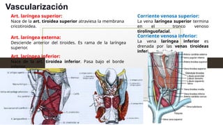 Vascularización
Art. laríngea superior:
Nace de la art. tiroidea superior atraviesa la membrana
cricotiroidea.
Art. laríngea externa:
Desciende anterior del tiroides. Es rama de la laríngea
superior.
Art. laríngea inferior:
Nace de la art. tiroidea inferior. Pasa bajo el borde
inferior.
Corriente venosa superior:
La vena laríngea superior termina
en el tronco venoso
tirolinguofacial.
Corriente venosa inferior:
La vena laríngea inferior es
drenada por las venas tiroideas
inferiores.
 