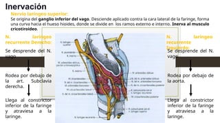 Inervación
Nervio laríngeo superior:
Se origina del ganglio inferior del vago. Desciende aplicado contra la cara lateral de la faringe, forma
una curva hacia el hueso hioides, donde se divide en los ramos externo e interno. Inerva al musculo
cricotiroideo.
N. laríngeo
recurrente Derecho:
N. laríngeo
recurrente
Izquierdo:
Se desprende del N.
vago
Rodea por debajo de
la art. Subclavia
derecha.
Llega al constrictor
inferior de la faringe
y atraviesa a la
laringe.
Se desprende del N.
vago
Rodea por debajo de
la aorta.
Llega al constrictor
inferior de la faringe
y atraviesa a la
laringe.
 