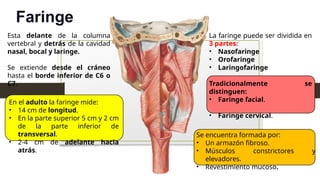 Faringe
Esta delante de la columna
vertebral y detrás de la cavidad
nasal, bocal y laringe.
Se extiende desde el cráneo
hasta el borde inferior de C6 o
C7.
En el adulto la faringe mide:
• 14 cm de longitud.
• En la parte superior 5 cm y 2 cm
de la parte inferior de
transversal.
• 2-4 cm de adelante hacia
atrás.
La faringe puede ser dividida en
3 partes:
• Nasofaringe
• Orofaringe
• Laringofaringe
Tradicionalmente se
distinguen:
• Faringe facial.
• Faringe cervical.
Se encuentra formada por:
• Un armazón fibroso.
• Músculos constrictores y
elevadores.
• Revestimiento mucoso.
 