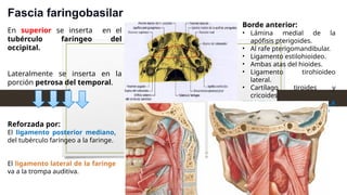 En superior se inserta en el
tubérculo faríngeo del
occipital.
Lateralmente se inserta en la
porción petrosa del temporal.
Fascia faringobasilar
Reforzada por:
El ligamento posterior mediano,
del tubérculo faríngeo a la faringe.
El ligamento lateral de la faringe
va a la trompa auditiva.
Borde anterior:
• Lámina medial de la
apófisis pterigoides.
• Al rafe pterigomandibular.
• Ligamento estilohioideo.
• Ambas atas del hioides.
• Ligamento tirohioideo
lateral.
• Cartílago tiroides y
cricoides.
TERMINA EN LA
SUBMUCOSA DEL ESOFADO
 