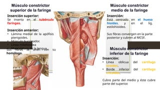 Músculo constrictor
superior de la faringe
Inserción superior:
Se inserta en el tubérculo
faríngeo.
Inserción anterior:
• Lámina medial de la apófisis
pterigoides.
• Músculo buccinador.
• Línea milohioidea
• Musculatura de la lengua.
Sus fibras se unen con su
homólogo.
Músculo constrictor
medio de la faringe
Inserción:
Está centrado en el hueso
hioides. y en el lig.
estilohioideo.
Sus fibras convergen en la parte
posterior y cubren al MCSF.
Músculo constrictor
inferior de la faringe
Inserción:
• Línea oblicua del cartílago
tiroides.
• Borde inferior del cartílago
cricoides.
Cubre parte del medio y éste cubre
parte del superior.
 