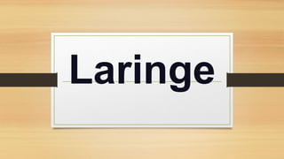 Laringe
 