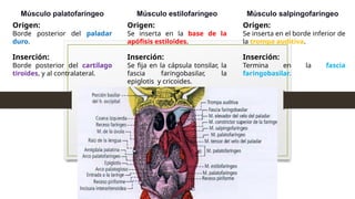 Músculo palatofaríngeo
Origen:
Borde posterior del paladar
duro.
Inserción:
Borde posterior del cartílago
tiroides, y al contralateral.
Músculo estilofaríngeo
Origen:
Se inserta en la base de la
apófisis estiloides.
Inserción:
Se fija en la cápsula tonsilar, la
fascia faringobasilar, la
epiglotis y cricoides.
Músculo salpingofaríngeo
Origen:
Se inserta en el borde inferior de
la trompa auditiva.
Inserción:
Termina en la fascia
faringobasilar.
 