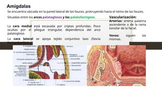 Amígdalas
Se encuentra ubicada en la pared lateral de las fauces, protruyendo hacia el istmo de las fauces.
Situadas entre los arcos palatoglosos y los palatofaríngeos.
La cara lateral se apoya tejido conjuntivo laxo (fascia
faringobasilar).
La cara medial está excavada por criptas profundas. Poco
ocultas por el pliegue triangular, dependencia del arco
palatogloso.
Vascularización:
Arterias: arteria palatina
ascendente o de la rama
tonsilar de la facial.
Venas: siguen las
mismas.
 