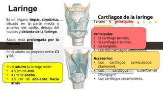 Laringe
Es un órgano impar, simétrico,
situado en la parte media y
anterior del cuello, debajo del
hioides y delante de la faringe.
Abajo, está prolongada por la
tráquea.
En el adulto se proyecta entre C3
y C6.
En el adulto la laringe mide:
• 4.5 cm de alto.
• 4 cm de ancho.
• 3.5 cm de adelante hacia
atrás.
Cartílagos de la laringe
Existen 5 principales y 6 u 8
accesorios:
Principales:
• El cartílago tiroides.
• El cartílago cricoides.
• La epiglotis.
• Los dos cartílagos aritenoides.
Accesorios:
• Los cartílagos corniculados
[Santorini].
• Los cartílagos cuneiformes
[Morgagni]
• Los cartílagos sesamoideos.
 