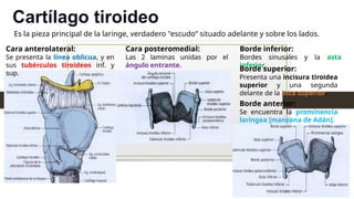 Es la pieza principal de la laringe, verdadero "escudo“ situado adelante y sobre los lados.
Cartílago tiroideo
Cara anterolateral:
Se presenta la línea oblicua, y en
sus tubérculos tiroideos inf. y
sup.
Cara posteromedial:
Las 2 laminas unidas por el
ángulo entrante.
Borde inferior:
Bordes sinusales y la asta
inferior.
Borde superior:
Presenta una incisura tiroidea
superior y una segunda
delante de la asta superior.
Borde anterior:
Se encuentra la prominencia
laríngea [manzana de Adán].
 