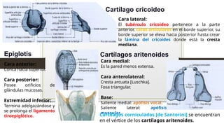 Cara lateral:
El tubérculo cricoideo pertenece a la parte
anterior, caras articulares en el borde superior, su
borde superior se eleva hacia posterior hasta crear
la lámina del cricoides donde está la cresta
mediana.
Cartílago cricoideo
Cara anterior:
Conca hacia superior.
Cara posterior:
Posee orificios de
glándulas mucosas.
Extremidad inferior:
Termina adelgazándose y
se prolonga el ligamento
tiroepiglótico.
Epiglotis Cartílagos aritenoides
Cara medial:
Es la pared menos extensa.
Cara anterolateral:
Cresta arcuata [Luschka].
Fosa triangular.
Base:
Saliente medial: apófisis vocal.
Saliente lateral: apófisis
muscular.
Cartílagos corniculados [de Santorini] se encuentran
en el vértice de los cartílagos aritenoides.
 