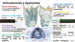Articulaciones y ligamentos
Unión cricotiroidea:
Entre las astas inferiores y
el cartílago cricoides.
Membrana cricotiroidea:
Ocupa el espacio
cricotiroideo y el lig.
cricotiroideo medio.
Articulaciones
cricoaritenoideas:
Reforzadas por los ligamentos
cricoaritenoideo posterior.
Ligamento tiroepiglótico:
Del ángulo entrante del
tiroides al tallo de la
epiglotis.
Ligamentos Vocales:
Del ángulo entrante a las
apófisis vocales.
Ligamentos vestibulares:
Del ángulo entrante a la
fosa triangular de los
aritenoideos.
Membranas cuadrangulares:
Se pueden distinguir 3 partes:
• Parte vestibular: de la
abertura laríngea a los lig.
vestibulares.
• Ventrículo laríngeo
[Morgagni]: entre el lig.
vestibular y el vocal. Posee el
Sáculo laringe.
• Cavidad infraglótica: cono
 