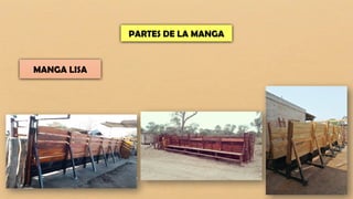 PARTES DE LA MANGA
MANGA LISA
 