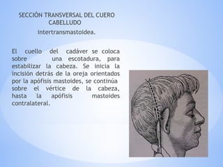 SECCIÓN TRANSVERSAL DEL CUERO
CABELLUDO
intertransmastoidea.
El cuello del cadáver se coloca
sobre una escotadura, para
estabilizar la cabeza. Se inicia la
incisión detrás de la oreja orientados
por la apófisis mastoides, se continúa
sobre el vértice de la cabeza,
hasta la apófisis mastoides
contralateral.
 