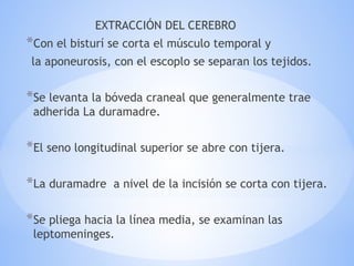 EXTRACCIÓN DEL CEREBRO
*Con el bisturí se corta el músculo temporal y
la aponeurosis, con el escoplo se separan los tejidos.
*Se levanta la bóveda craneal que generalmente trae
adherida La duramadre.
*El seno longitudinal superior se abre con tijera.
*La duramadre a nivel de la incisión se corta con tijera.
*Se pliega hacia la línea media, se examinan las
leptomeninges.
 