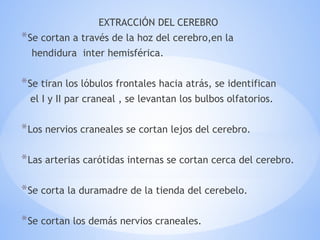 EXTRACCIÓN DEL CEREBRO
*Se cortan a través de la hoz del cerebro,en la
hendidura inter hemisférica.
*Se tiran los lóbulos frontales hacia atrás, se identifican
el I y II par craneal , se levantan los bulbos olfatorios.
*Los nervios craneales se cortan lejos del cerebro.
*Las arterias carótidas internas se cortan cerca del cerebro.
*Se corta la duramadre de la tienda del cerebelo.
*Se cortan los demás nervios craneales.
 