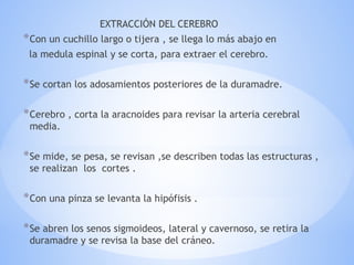 EXTRACCIÓN DEL CEREBRO
*Con un cuchillo largo o tijera , se llega lo más abajo en
la medula espinal y se corta, para extraer el cerebro.
*Se cortan los adosamientos posteriores de la duramadre.
*Cerebro , corta la aracnoides para revisar la arteria cerebral
media.
*Se mide, se pesa, se revisan ,se describen todas las estructuras ,
se realizan los cortes .
*Con una pinza se levanta la hipófisis .
*Se abren los senos sigmoideos, lateral y cavernoso, se retira la
duramadre y se revisa la base del cráneo.
 