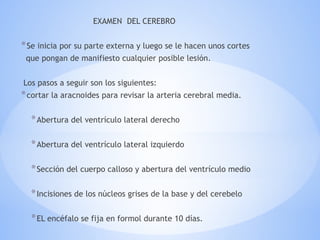 EXAMEN DEL CEREBRO
*Se inicia por su parte externa y luego se le hacen unos cortes
que pongan de manifiesto cualquier posible lesión.
Los pasos a seguir son los siguientes:
*cortar la aracnoides para revisar la arteria cerebral media.
*Abertura del ventrículo lateral derecho
*Abertura del ventrículo lateral izquierdo
*Sección del cuerpo calloso y abertura del ventrículo medio
*Incisiones de los núcleos grises de la base y del cerebelo
*EL encéfalo se fija en formol durante 10 días.
 
