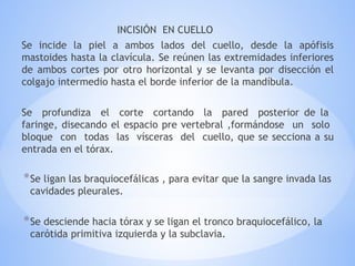 INCISIÓN EN CUELLO
Se incide la piel a ambos lados del cuello, desde la apófisis
mastoides hasta la clavícula. Se reúnen las extremidades inferiores
de ambos cortes por otro horizontal y se levanta por disección el
colgajo intermedio hasta el borde inferior de la mandíbula.
Se profundiza el corte cortando la pared posterior de la
faringe, disecando el espacio pre vertebral ,formándose un solo
bloque con todas las vísceras del cuello, que se secciona a su
entrada en el tórax.
*Se ligan las braquiocefálicas , para evitar que la sangre invada las
cavidades pleurales.
*Se desciende hacia tórax y se ligan el tronco braquiocefálico, la
carótida primitiva izquierda y la subclavia.
 