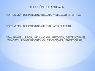 DISECCIÓN DEL ABDOMEN
*EXTRACCIÓN DEL INTESTINO DELGADO Y DEL MESO INTESTINAL
*EXTRACCIÓN DEL INTESTINO GRUESO HASTA EL RECTO
*EVALUAMOS : LESIÓN, INFLAMACIÓN, INFECCIÓN, OBSTRUCCIONES,
TUMORES , INVAGINACIONES, CALCIFICACIONES, DIVERTÍCULOS,
 