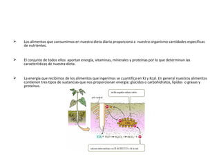 Los alimentos que consumimos en nuestra dieta diaria proporciona a  nuestro organismo cantidades específicas de nutrientes.  El conjunto de todos ellos  aportan energía, vitaminas, minerales y proteínas por lo que determinan las características de nuestra dieta. La energía que recibimos de los alimentos que ingerimos se cuantifica en KJ y Kcal. En general nuestros alimentos contienen tres tipos de sustancias que nos proporcionan energía: glúcidos o carbohidratos, lípidos  o grasas y proteínas. 