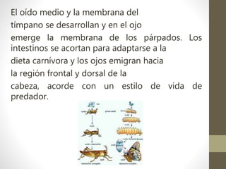 El oído medio y la membrana del
tímpano se desarrollan y en el ojo
emerge la membrana de los párpados. Los
intestinos se acortan para adaptarse a la
dieta carnívora y los ojos emigran hacia
la región frontal y dorsal de la
cabeza, acorde con un estilo de vida de
predador.
 