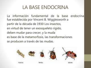 LA BASE ENDOCRINA
La información fundamental de la base endocrina
fue establecida por Vincent B. Wigglesworth a
partir de la década de 1930 Los insectos,
en virtud de tener un exosqueleto rígido,
deben mudar para crecer, y la muda
es base de la metamorfosis, las transformaciones
se producen a través de las mudas.
 