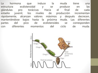 La hormona que induce la muda tiene una
estructura ecdisteroidal y se produce en las
glándulas pro torácicas Hacia el final de cada
estadio juvenil, los niveles de producción incrementan
rápidamente, alcanzan valores máximos y después decrecen,
manteniéndose bajos hasta la próxima muda. Las diferentes
partes del pico de ecdisteroides se corresponden
con diferentes momentos del ciclo de muda.
 