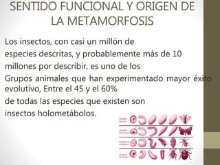 SENTIDO FUNCIONAL Y ORIGEN DE
LA METAMORFOSIS
Los insectos, con casi un millón de
especies descritas, y probablemente más de 10
millones por describir, es uno de los
Grupos animales que han experimentado mayor éxito
evolutivo, Entre el 45 y el 60%
de todas las especies que existen son
insectos holometábolos.
 