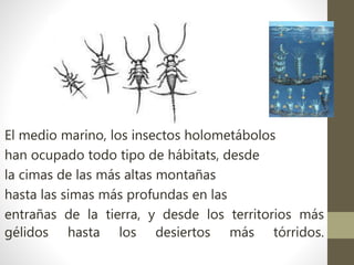 El medio marino, los insectos holometábolos
han ocupado todo tipo de hábitats, desde
la cimas de las más altas montañas
hasta las simas más profundas en las
entrañas de la tierra, y desde los territorios más
gélidos hasta los desiertos más tórridos.
 