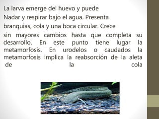 La larva emerge del huevo y puede
Nadar y respirar bajo el agua. Presenta
branquias, cola y una boca circular. Crece
sin mayores cambios hasta que completa su
desarrollo. En este punto tiene lugar la
metamorfosis. En urodelos o caudados la
metamorfosis implica la reabsorción de la aleta
de la cola
 