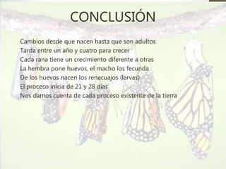CONCLUSIÓN
Cambios desde que nacen hasta que son adultos
Tarda entre un año y cuatro para crecer
Cada rana tiene un crecimiento diferente a otras
La hembra pone huevos, el macho los fecunda
De los huevos nacen los renacuajos (larvas)
El proceso inicia de 21 y 28 días
Nos damos cuenta de cada proceso existente de la tierra
 