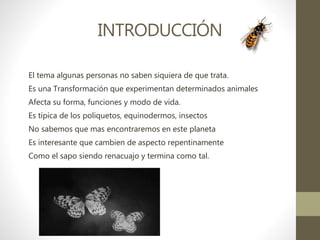 INTRODUCCIÓN
El tema algunas personas no saben siquiera de que trata.
Es una Transformación que experimentan determinados animales
Afecta su forma, funciones y modo de vida.
Es típica de los poliquetos, equinodermos, insectos
No sabemos que mas encontraremos en este planeta
Es interesante que cambien de aspecto repentinamente
Como el sapo siendo renacuajo y termina como tal.
 