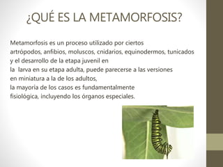 ¿QUÉ ES LA METAMORFOSIS?
Metamorfosis es un proceso utilizado por ciertos
artrópodos, anfibios, moluscos, cnidarios, equinodermos, tunicados
y el desarrollo de la etapa juvenil en
la larva en su etapa adulta, puede parecerse a las versiones
en miniatura a la de los adultos,
la mayoría de los casos es fundamentalmente
fisiológica, incluyendo los órganos especiales.
 