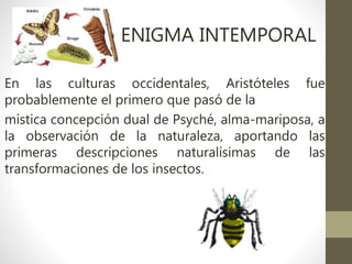 ENIGMA INTEMPORAL
En las culturas occidentales, Aristóteles fue
probablemente el primero que pasó de la
mística concepción dual de Psyché, alma-mariposa, a
la observación de la naturaleza, aportando las
primeras descripciones naturalísimas de las
transformaciones de los insectos.
 