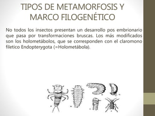 TIPOS DE METAMORFOSIS Y
MARCO FILOGENÉTICO
No todos los insectos presentan un desarrollo pos embrionario
que pasa por transformaciones bruscas. Los más modificados
son los holometábolos, que se corresponden con el claromono
filetico Endopterygota (=Holometábola).
 