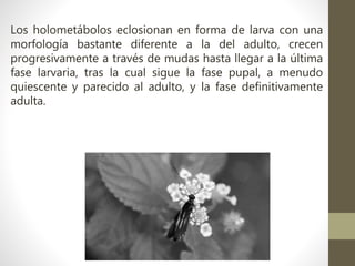 Los holometábolos eclosionan en forma de larva con una
morfología bastante diferente a la del adulto, crecen
progresivamente a través de mudas hasta llegar a la última
fase larvaria, tras la cual sigue la fase pupal, a menudo
quiescente y parecido al adulto, y la fase definitivamente
adulta.
 