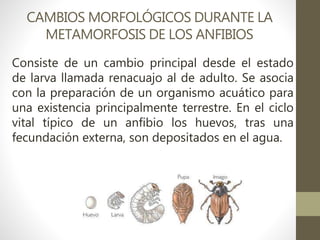 CAMBIOS MORFOLÓGICOS DURANTE LA
METAMORFOSIS DE LOS ANFIBIOS
Consiste de un cambio principal desde el estado
de larva llamada renacuajo al de adulto. Se asocia
con la preparación de un organismo acuático para
una existencia principalmente terrestre. En el ciclo
vital típico de un anfibio los huevos, tras una
fecundación externa, son depositados en el agua.
 