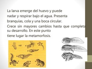 La larva emerge del huevo y puede
nadar y respirar bajo el agua. Presenta
branquias, cola y una boca circular.
Crece sin mayores cambios hasta que completa
su desarrollo. En este punto
tiene lugar la metamorfosis.
 
