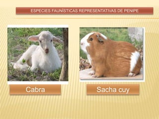 ESPECIES FAUNÍSTICAS REPRESENTATIVAS DE PENIPE
Cabra Sacha cuy
 