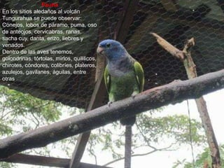 Fauna
En los sitios aledaños al volcán
Tungurahua se puede observar:
Conejos, lobos de páramo, puma, oso
de anteojos, cervicabras, ranas,
sacha cuy, danta, erizo, liebres y
venados.
Dentro de las aves tenemos,
golondrinas, tórtolas, mirlos, quililicos,
chirotes, cóndores, colibríes, plateros,
azulejos, gavilanes, águilas, entre
otras.
 
