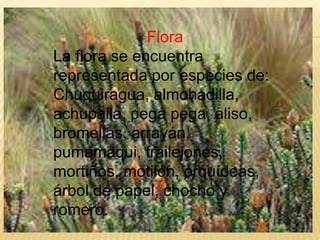 Flora
La flora se encuentra
representada por especies de:
Chuquiragua, almohadilla,
achupalla, pega pega, aliso,
bromelias, arrayán,
pumamaqui, frailejones,
mortiños, motilón, orquídeas,
árbol de papel, chocho y
romero.
 